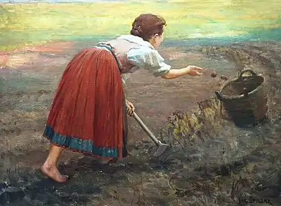 Harvesting Potatoes (1900)