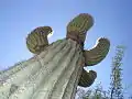 Looking up a saguaro