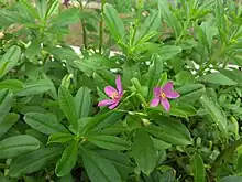 Talinum fruticosum in Singapore