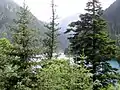 Picea asperata (left) and A. fargesii (right), Jiuzhaigou Valley, Sichuan, China