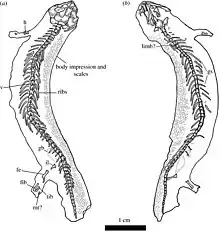 Skeleton of Joermungandr bolti, showing preserved remains of scales