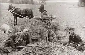 Sorting seed potatoes in Tartu County (1913)