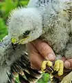 A young buzzard being ringed