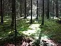 A spruce forest with oxalis acetosella floor