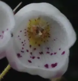 Flower close up