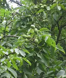 English Walnut