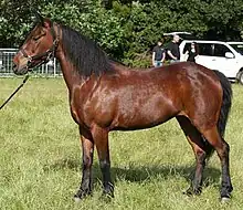 a dark bay horse