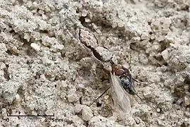 photo of a jumping spider