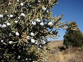 Berry-like female cones