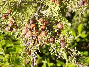 Foliage and ripe berries