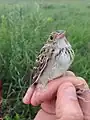 Juvenile grasshopper sparrow