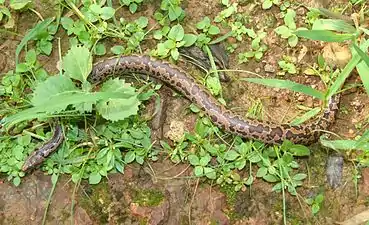 Dorsal view