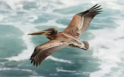 Juvenile brown pelican in flight, Bodega Head, California