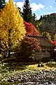 Autumn leaves of Korankei