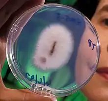 Plant-pathogenic strain of Fusarium oxysporum that causes fusarium wilt