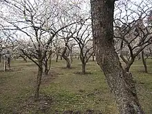 Plum trees