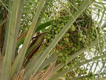 Date fruit clumps