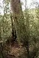 Kalatha tree base, Kalatha giant tree walk, Sylvia Creek Rd, Toolangi, Victorian Central Highlands, Australia