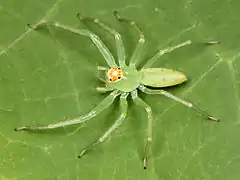 Mature female specimen, pictured in Greenville County, South Carolina