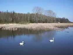 Pond in Kamionka