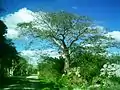 Grounds of the Hacienda Kankabchén