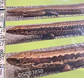 Identification photos of individual skinks