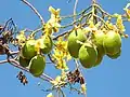 flowers  & fruit Cochlospermum fraseri