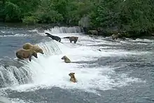 Brooks Falls at Katmai National Park and Preserve.