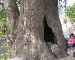 The landmark plain tree in Kavanaq village