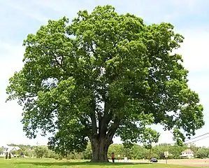 Large Quercus alba growing in New Jersey