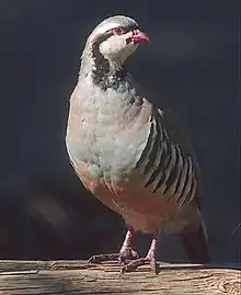 The partridges live on the mountains of Görmeli