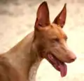 National animal: Pharaoh Hound (il‑Kelb tal‑Fenek)