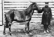 A supposed tarpan or tarpan hybrid photographed in captivity in Russia in 1884. The origins of the image and animal are actually unknown (Lovász et al., 2021).