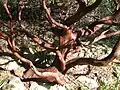 King's Mountain Manzanita, Arctostaphylos Regismontana