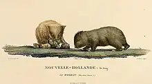 Illustration of the now extinct wombat of King Island, by Charles-Alexandre Lesueur