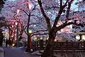 Kinosaki Onsen cherry blossoms