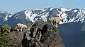 North aspect of Elk Mountain in the distance as seen from Rocky Peak