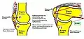 Flexion and extension of knee