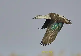 Flying knob-billed duck / comb duck at Chilika Lake, Odisha, India