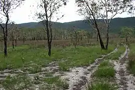 Koh Rong's central plains