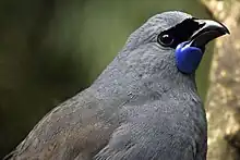 North Island kokako, Callaeas wilsoni