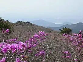 Azalea Valley, Mt. Biseul, Korea