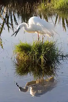 white heron