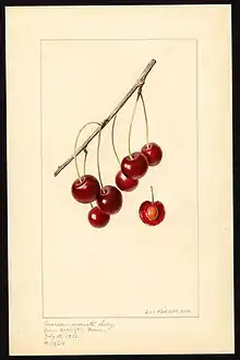 Watercolor by Louis Charles Christopher Krieger of Marasca Moscata variety of cherry (Prunus avium), 1933.