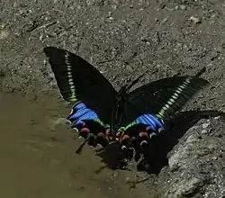 Krishna peacock(Papilio krishna)