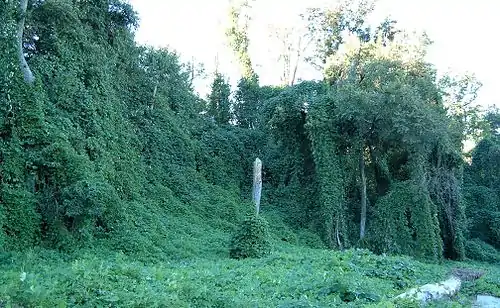 Kudzu vines smothering trees in Atlanta