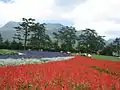 Kujū Flower Gardens and Kujū Mountains