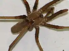 Southern house spider, Kukulcania hibernalis