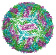 Ribbon diagram of Kunjin virus