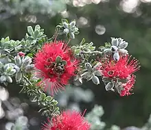 Kunzea pulchella in Maranoa Gardens